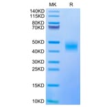 Tris-Bis PAGE - Recombinant Human CD47 Protein (Biotin) (C-terminal His and Avi Tag) (A330355) - Antibodies.com