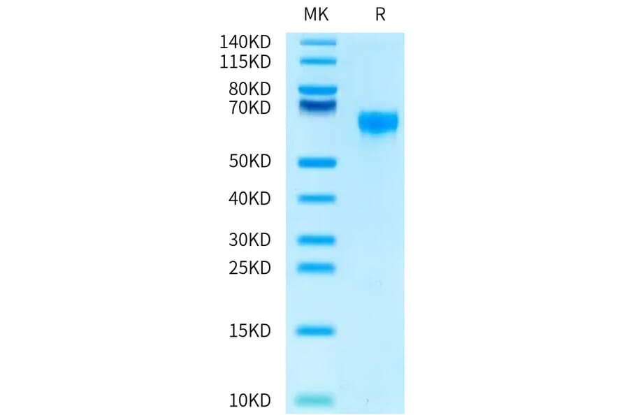 Tris-Bis PAGE - Recombinant Human CD47 Protein (Biotin) (C-terminal Human Fc and Avi Tag) (A330356) - Antibodies.com