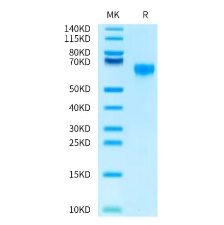 Tris-Bis PAGE - Recombinant Human CD47 Protein (Biotin) (C-terminal Human Fc and Avi Tag) (A330356) - Antibodies.com