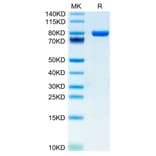 Tris-Bis PAGE - Recombinant Human CD5 Protein (C-terminal Human Fc and Avi Tag) (A330363) - Antibodies.com