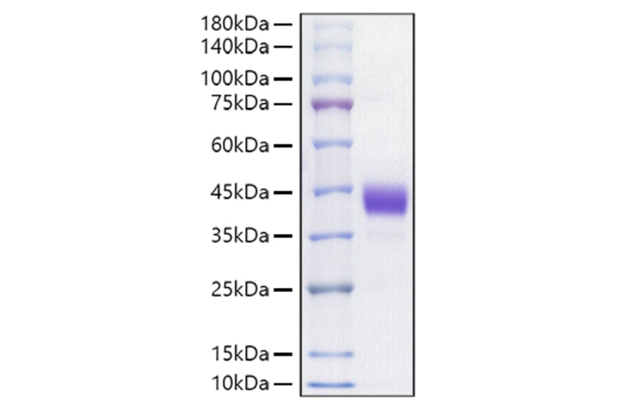 SDS-PAGE - Recombinant Mouse CD52 Protein (C-terminal Human Fc Tag) (A330365) - Antibodies.com