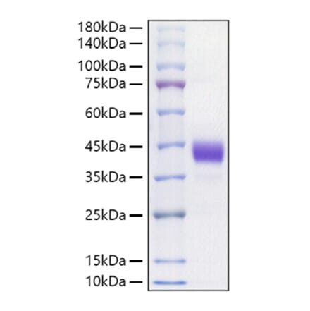 SDS-PAGE - Recombinant Mouse CD52 Protein (C-terminal Human Fc Tag) (A330365) - Antibodies.com
