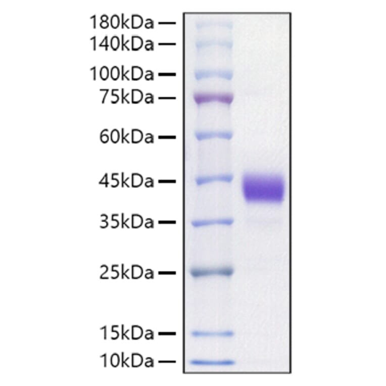 SDS-PAGE - Recombinant Mouse CD52 Protein (C-terminal Human Fc Tag) (A330365) - Antibodies.com