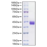 SDS-PAGE - Recombinant Mouse CD52 Protein (C-terminal Human Fc Tag) (A330365) - Antibodies.com