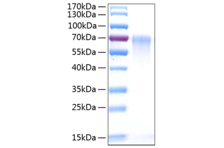 SDS-PAGE - Recombinant Human CD55 Protein (C-terminal His Tag) (A330367) - Antibodies.com