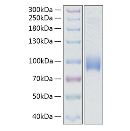 SDS-PAGE - Recombinant Human CD62L Protein (C-terminal Human Fc and His Tag) (A330374) - Antibodies.com