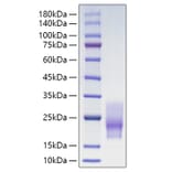 SDS-PAGE - Recombinant Human CD63 Protein (C-terminal His Tag) (A330377) - Antibodies.com