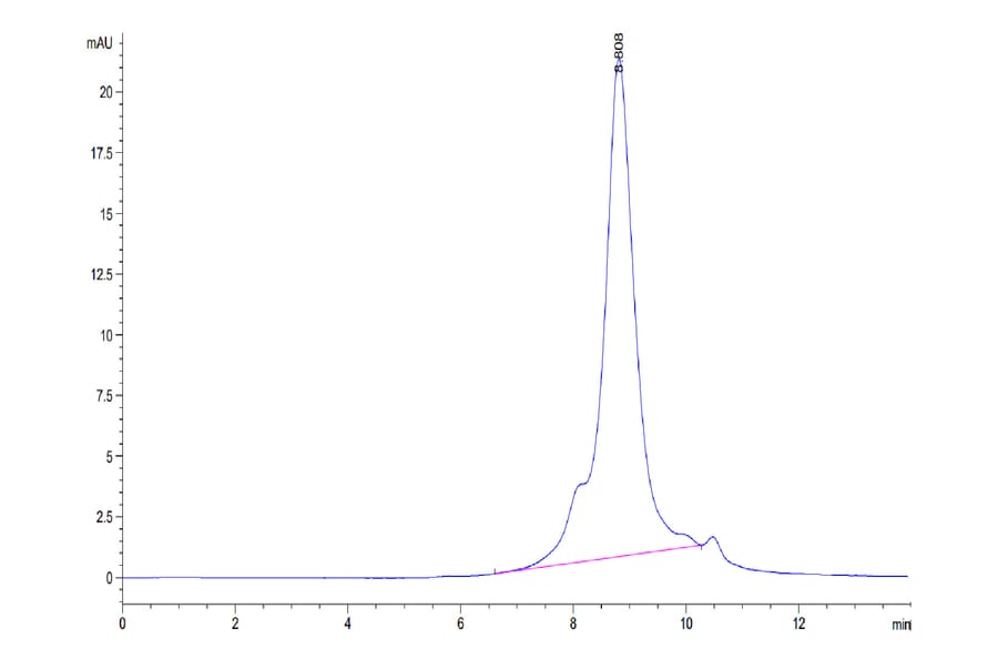 Tris-Bis PAGE - Recombinant Human CD64 Protein (C-terminal His and Avi Tag) (A330380) - Antibodies.com