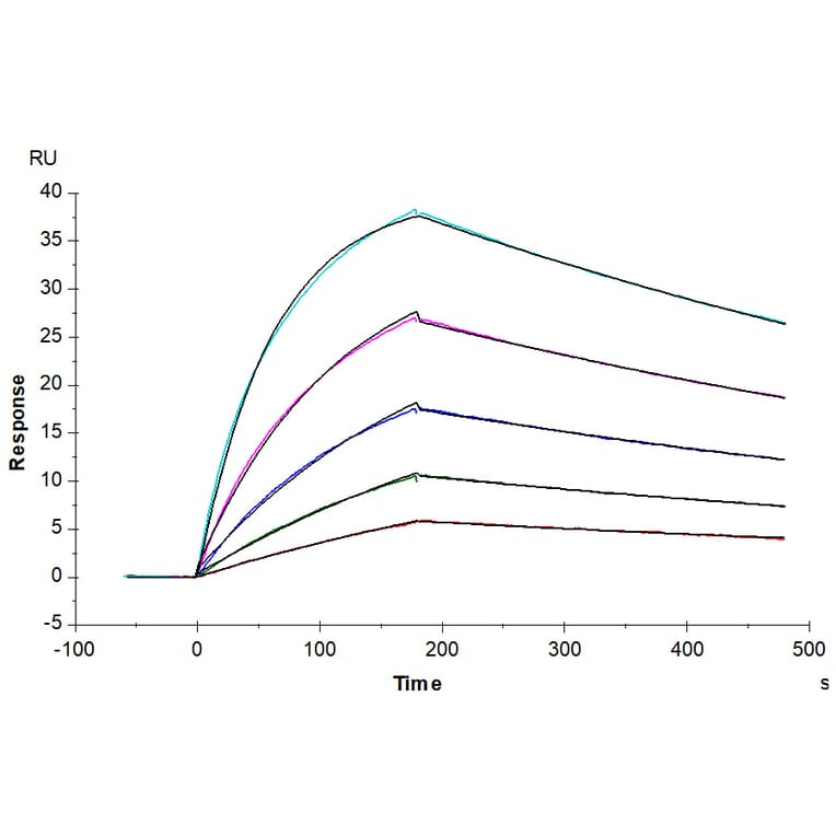 SPR Assay - Recombinant Human CD64 Protein (C-terminal His and Avi Tag) (A330380) - Antibodies.com