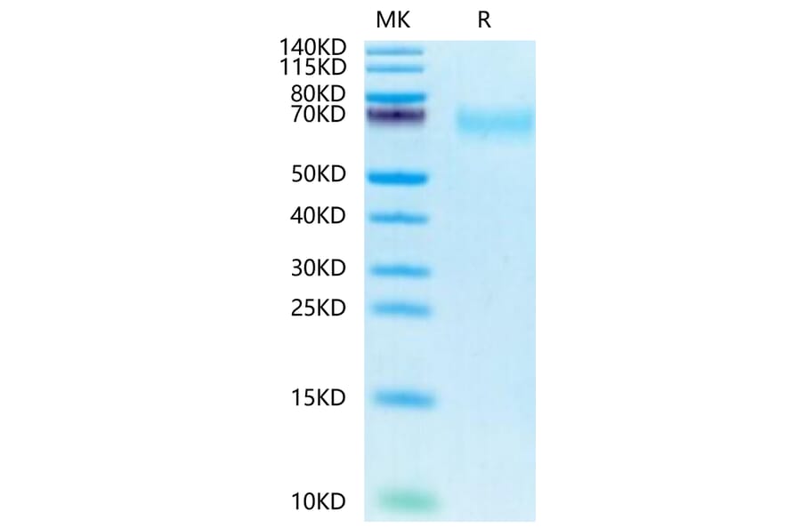 Tris-Bis PAGE - Recombinant Human CD66b Protein (Biotin) (C-terminal His and Avi Tag) (A330381) - Antibodies.com