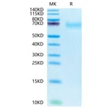 Tris-Bis PAGE - Recombinant Human CD66b Protein (Biotin) (C-terminal His and Avi Tag) (A330381) - Antibodies.com