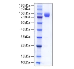 SDS-PAGE - Recombinant Human CD66b Protein (C-terminal Human Fc Tag) (A330382) - Antibodies.com