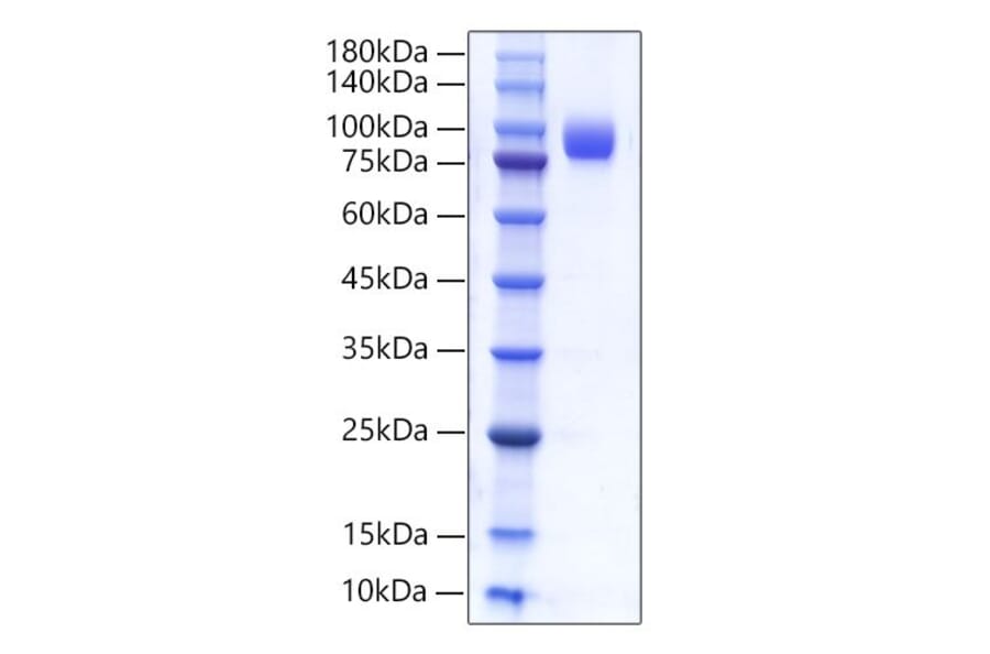 SDS-PAGE - Recombinant Human CD66b Protein (C-terminal Human Fc Tag) (A330382) - Antibodies.com