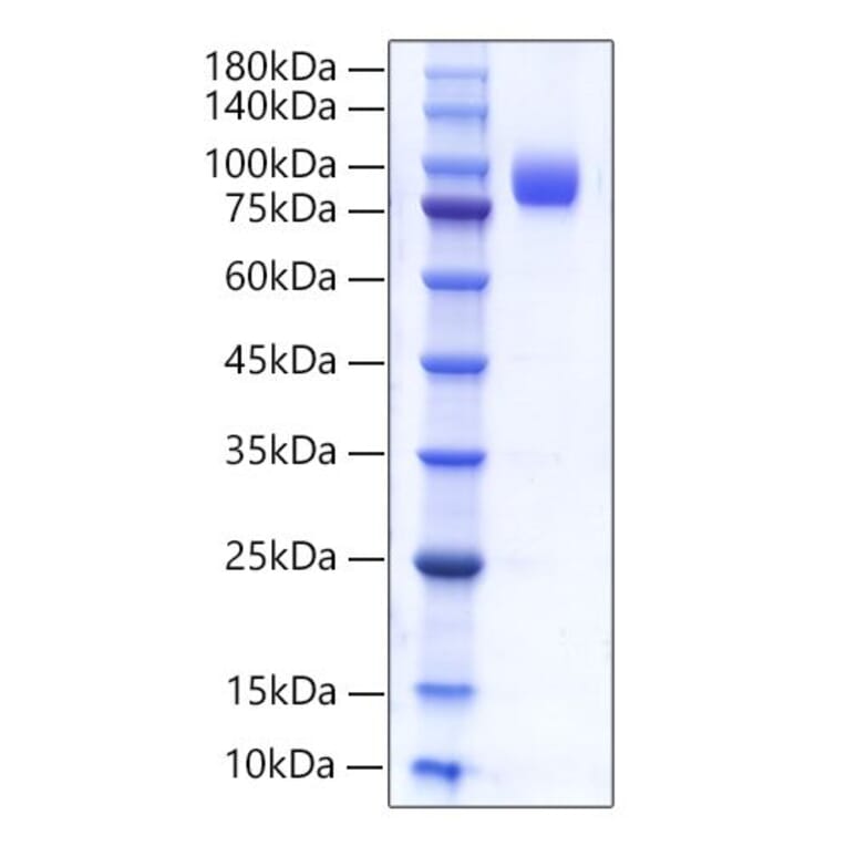 SDS-PAGE - Recombinant Human CD66b Protein (C-terminal Human Fc Tag) (A330382) - Antibodies.com