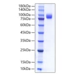 SDS-PAGE - Recombinant Human CD66b Protein (C-terminal Human Fc Tag) (A330382) - Antibodies.com