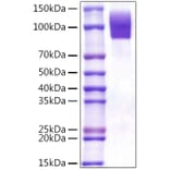 SDS-PAGE - Recombinant Human CD68 Protein (C-terminal Rabbit Fc Tag) (A330383) - Antibodies.com
