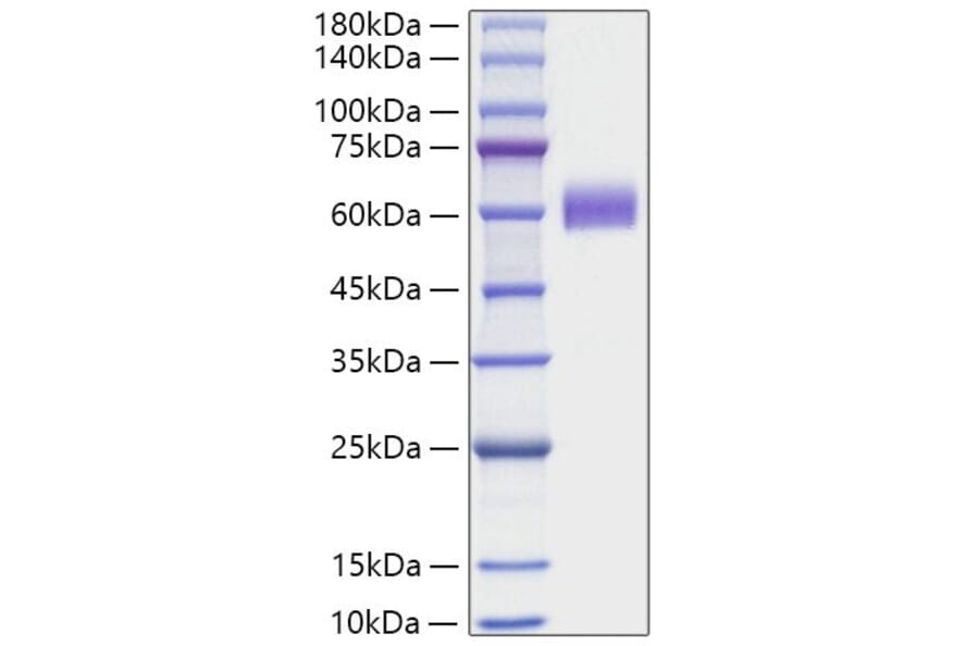 SDS-PAGE - Recombinant Human CD7 Protein (C-terminal Human Fc Tag) (A330386) - Antibodies.com
