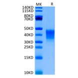Tris-Bis PAGE - Recombinant Human CD7 Protein (Biotin) (C-terminal His and Avi Tag) (A330388) - Antibodies.com