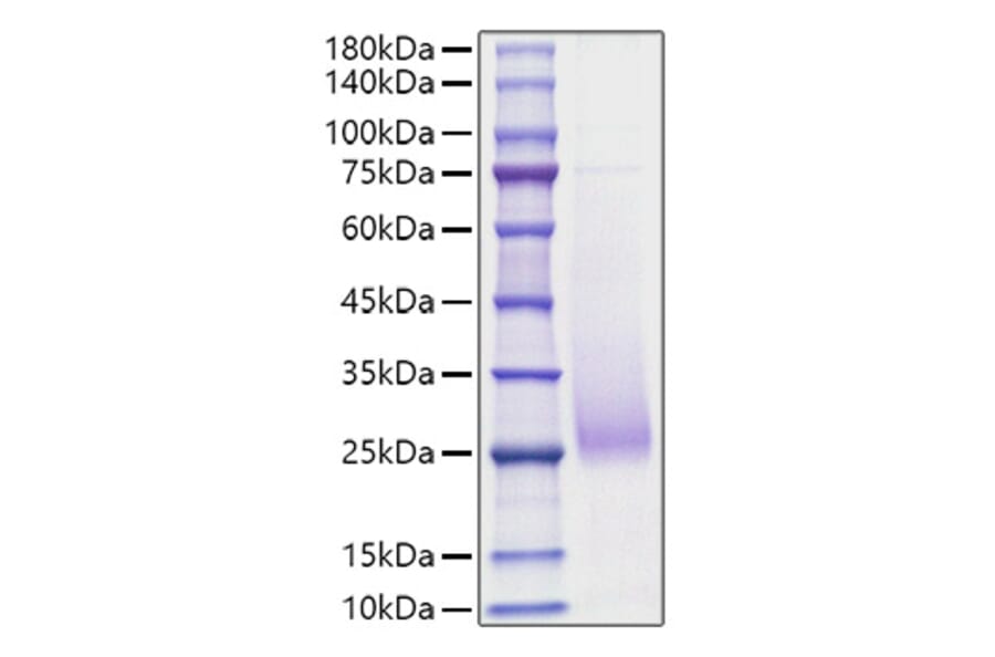 SDS-PAGE - Recombinant Human CD70 Protein (N-terminal His Tag) (A330389) - Antibodies.com