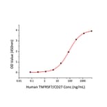 Standard Curve - Recombinant Human CD70 Protein (N-terminal His Tag) (A330389) - Antibodies.com