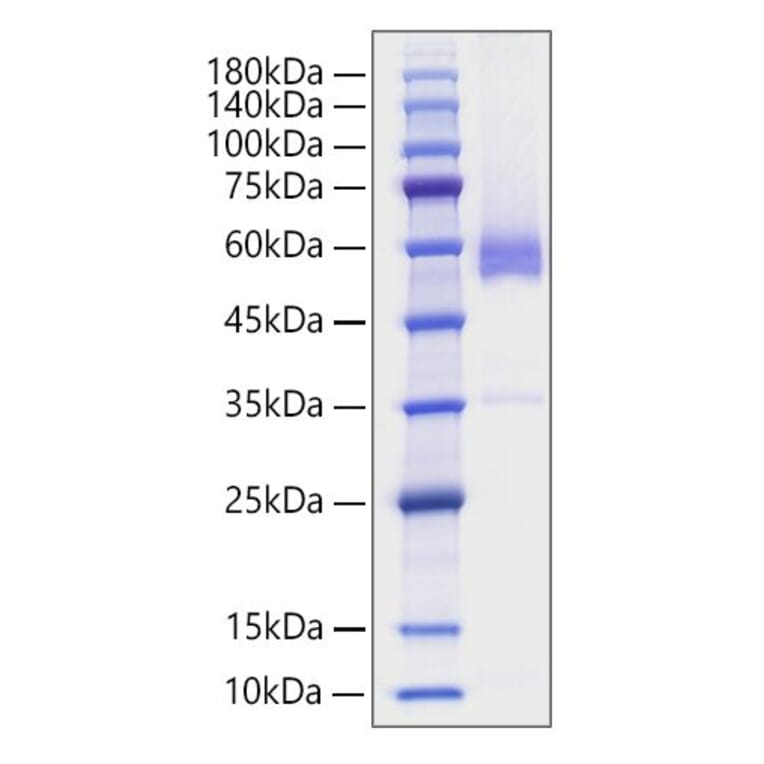 SDS-PAGE - Recombinant Human CD70 Protein (N-terminal Human Fc Tag) (A330390) - Antibodies.com