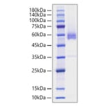 SDS-PAGE - Recombinant Human CD70 Protein (N-terminal Human Fc Tag) (A330390) - Antibodies.com
