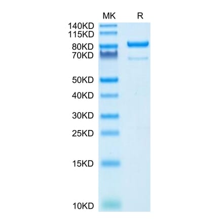 Tris-Bis PAGE - Recombinant Human CD73 Protein (C-terminal Human Fc Tag) (A330396) - Antibodies.com