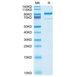 Tris-Bis PAGE - Recombinant Human CD73 Protein (C-terminal Human Fc Tag) (A330396) - Antibodies.com