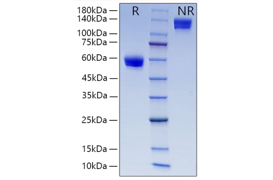 SDS-PAGE - Recombinant Human CD8 alpha Protein (C-terminal Human Fc and His Tag) (A330401) - Antibodies.com