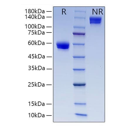 SDS-PAGE - Recombinant Human CD8 alpha Protein (C-terminal Human Fc and His Tag) (A330401) - Antibodies.com