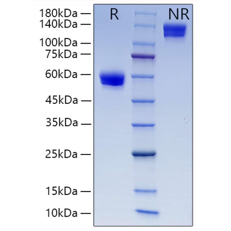 SDS-PAGE - Recombinant Human CD8 alpha Protein (C-terminal Human Fc and His Tag) (A330401) - Antibodies.com