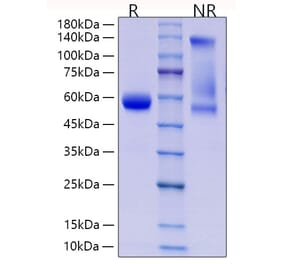 SDS-PAGE - Recombinant Human CD8 alpha Protein (C-terminal Rabbit Fc Tag) (A330402) - Antibodies.com