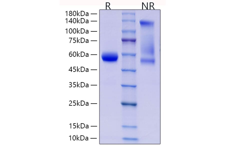SDS-PAGE - Recombinant Human CD8 alpha Protein (C-terminal Rabbit Fc Tag) (A330402) - Antibodies.com