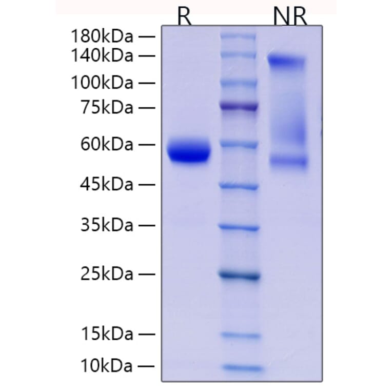 SDS-PAGE - Recombinant Human CD8 alpha Protein (C-terminal Rabbit Fc Tag) (A330402) - Antibodies.com