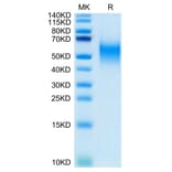 Tris-Bis PAGE - Recombinant Human CD80 Protein (Biotin) (C-terminal His and Avi Tag) (A330406) - Antibodies.com