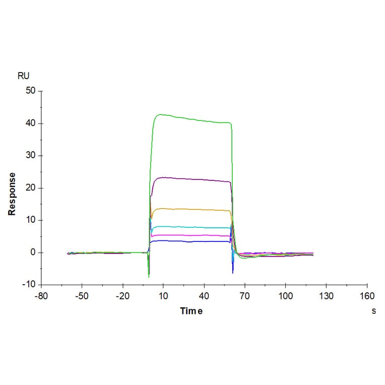 SPR Assay - Recombinant Human CD80 Protein (C-terminal Human Fc Tag) (A330407) - Antibodies.com