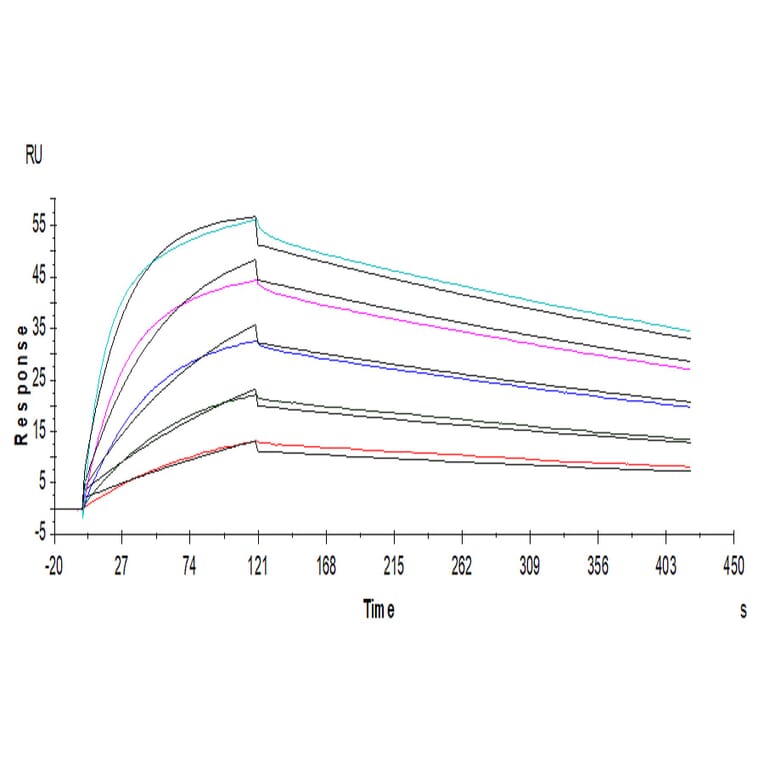 SPR Assay - Recombinant Human CD80 Protein (C-terminal His and Avi Tag) (A330408) - Antibodies.com