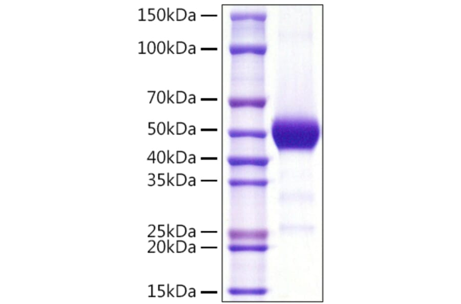 SDS-PAGE - Recombinant Human CD90 Protein (C-terminal Rabbit Fc Tag) (A330420) - Antibodies.com