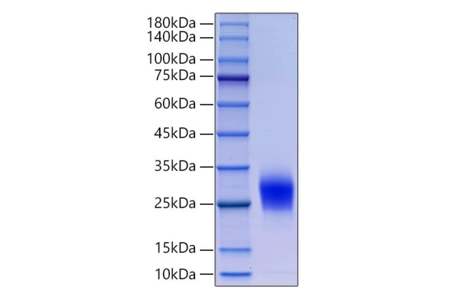SDS-PAGE - Recombinant Human CD90 Protein (N-terminal His Tag) (A330421) - Antibodies.com