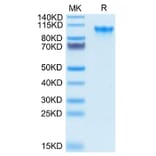 Tris-Bis PAGE - Recombinant Human CD93 Protein (Biotin) (C-terminal His and Avi Tag) (A330422) - Antibodies.com