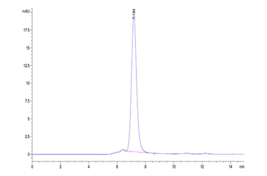 SEC-HPLC - Recombinant Human CD93 Protein (Biotin) (C-terminal His and Avi Tag) (A330422) - Antibodies.com