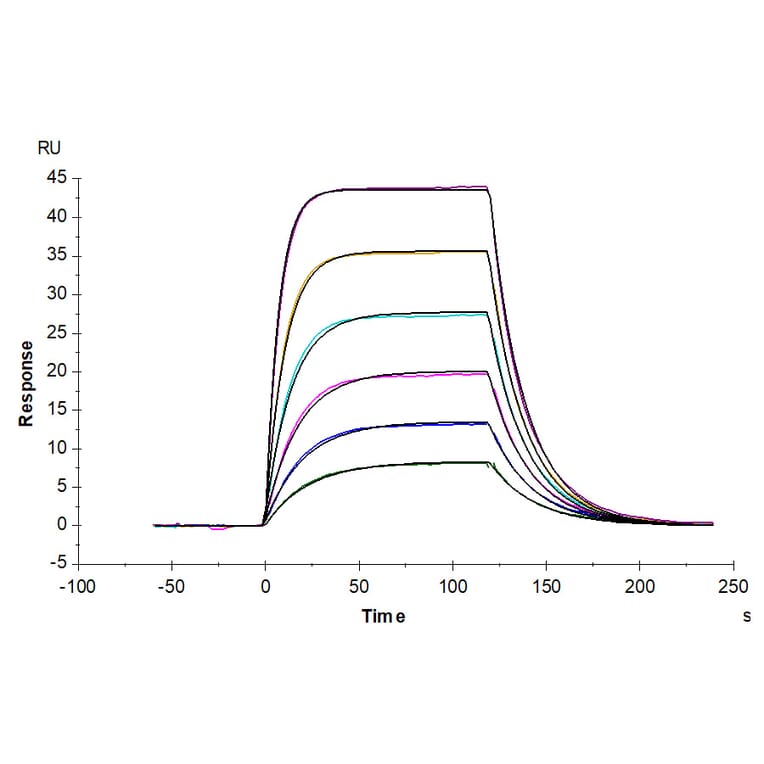 SPR Assay - Recombinant Human CD96 Protein (C-terminal His Tag) (A330427) - Antibodies.com