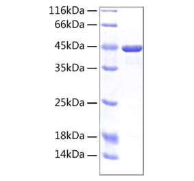 SDS-PAGE - Recombinant Human CD98 Protein (A330431) - Antibodies.com