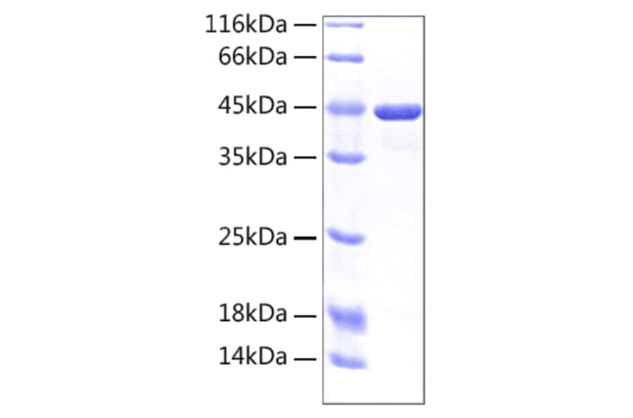 SDS-PAGE - Recombinant Human CD98 Protein (A330431) - Antibodies.com