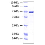 SDS-PAGE - Recombinant Human CD98 Protein (A330431) - Antibodies.com
