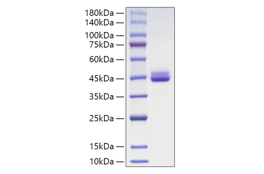 SDS-PAGE - Recombinant Human Cdc42 Protein (N-terminal GST Tag) (A330433) - Antibodies.com