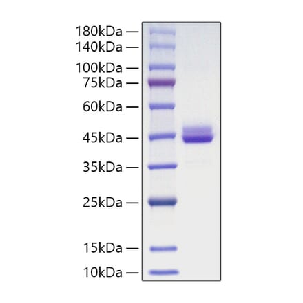 SDS-PAGE - Recombinant Human Cdc42 Protein (N-terminal GST Tag) (A330433) - Antibodies.com
