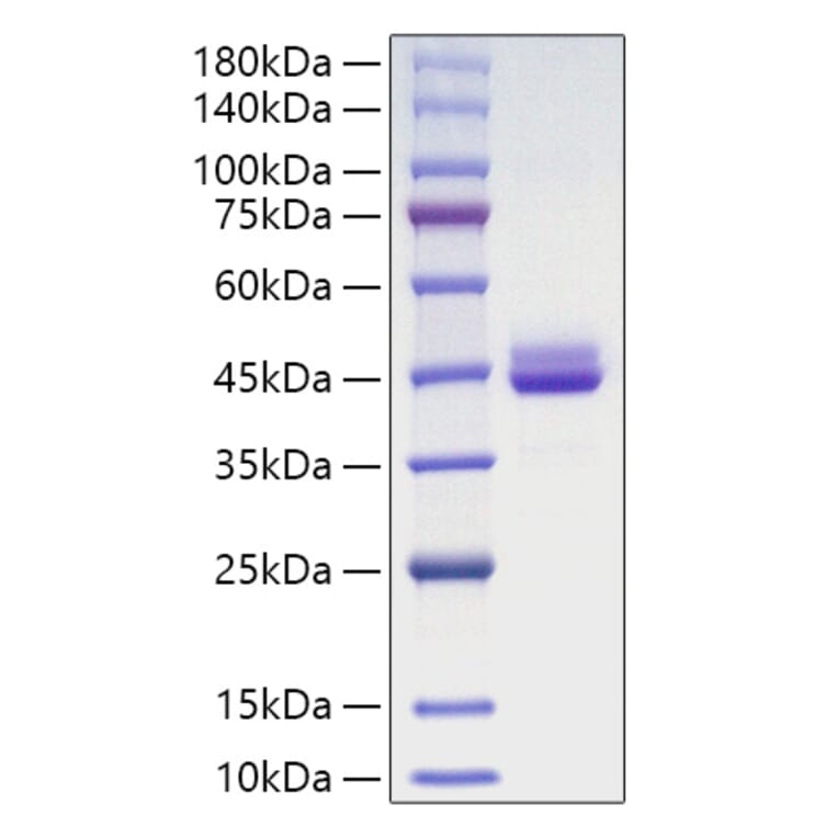 SDS-PAGE - Recombinant Human Cdc42 Protein (N-terminal GST Tag) (A330433) - Antibodies.com