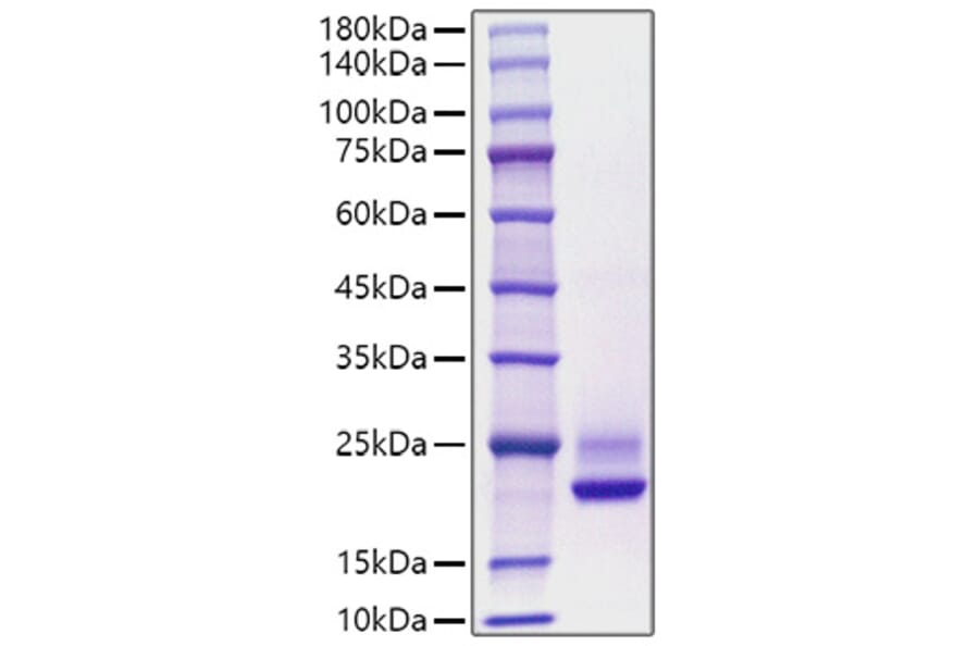 SDS-PAGE - Recombinant Human CDNF Protein (C-terminal His Tag) (A330436) - Antibodies.com
