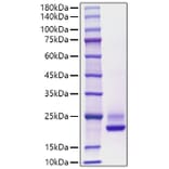 SDS-PAGE - Recombinant Human CDNF Protein (C-terminal His Tag) (A330436) - Antibodies.com